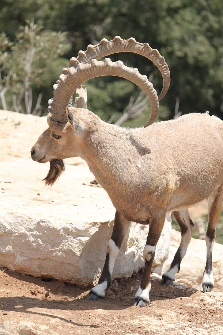 ibex, animal, horns, biology, mammal, mountain, horn