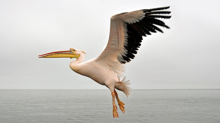 Pelikan, natureza, mar, animal, pássaro, céu, voar