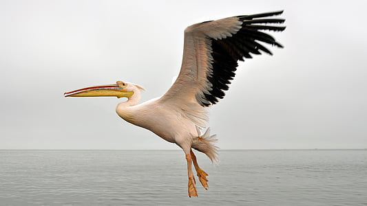 pelikan, nature, sea, animal, bird, sky, fly