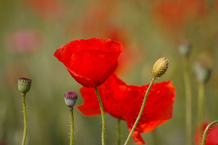 Mohn, rot, rote Mohnblume, Blume, Blüte, Bloom, Anlage