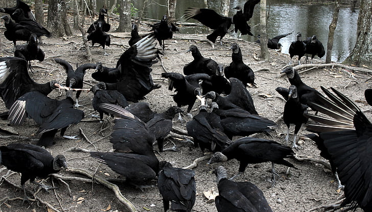 avvoltoi, Louisiana, natura, strisciante, uccello, animale, fauna selvatica