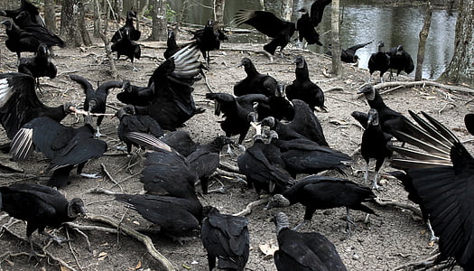 abutres, Louisiana, natureza, assustador, pássaro, animal, vida selvagem