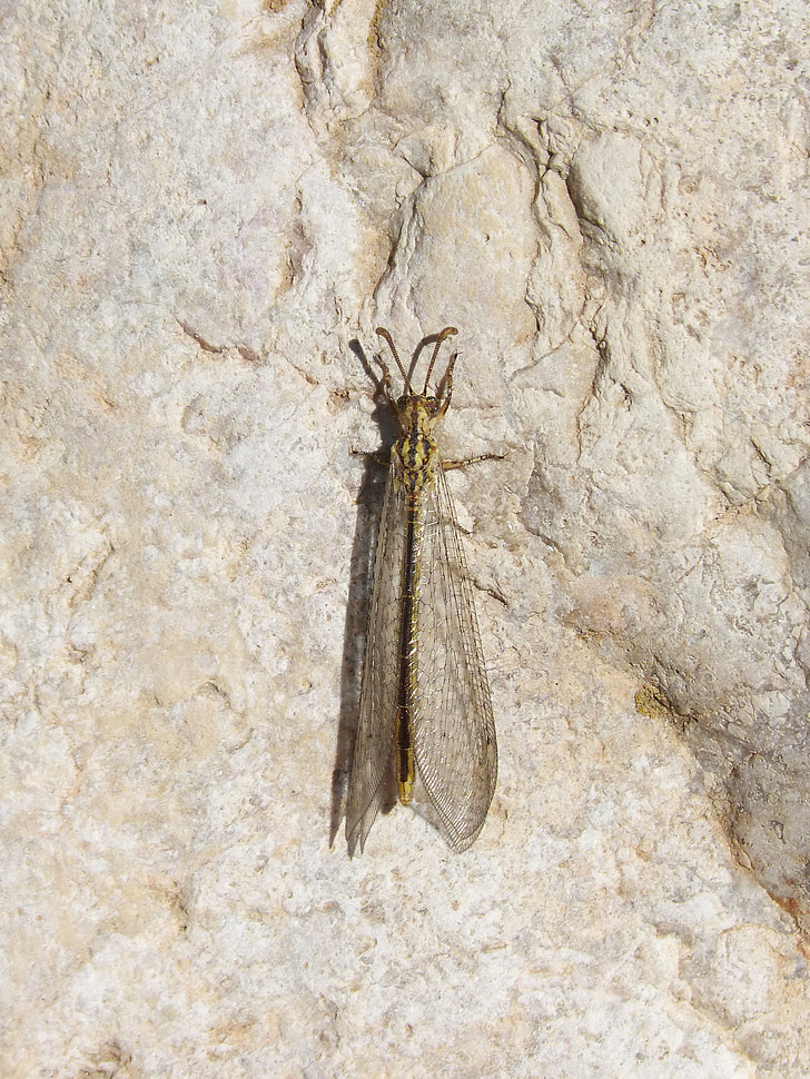 sjeldne insekt, bevinget insekter, transparente vinger