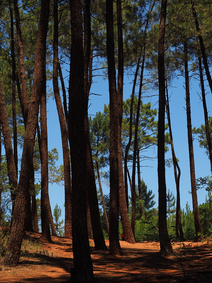 pine forest, pine, trees, forest, pine family, tree trunks, conifer
