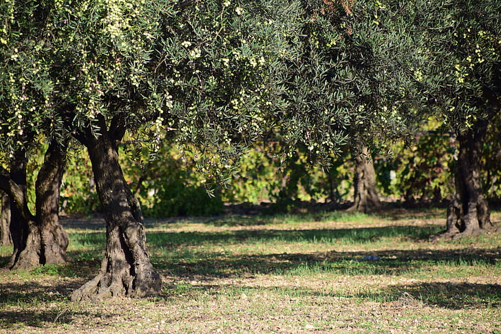 oliwki, drzewo oliwne, Natura, roślina, drzewo, zielony, Olive branch