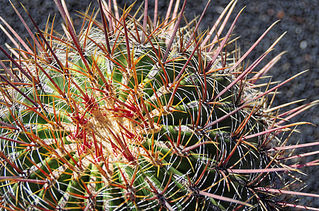 lanzarote, cactus, thorns, quills, red, canary, plant