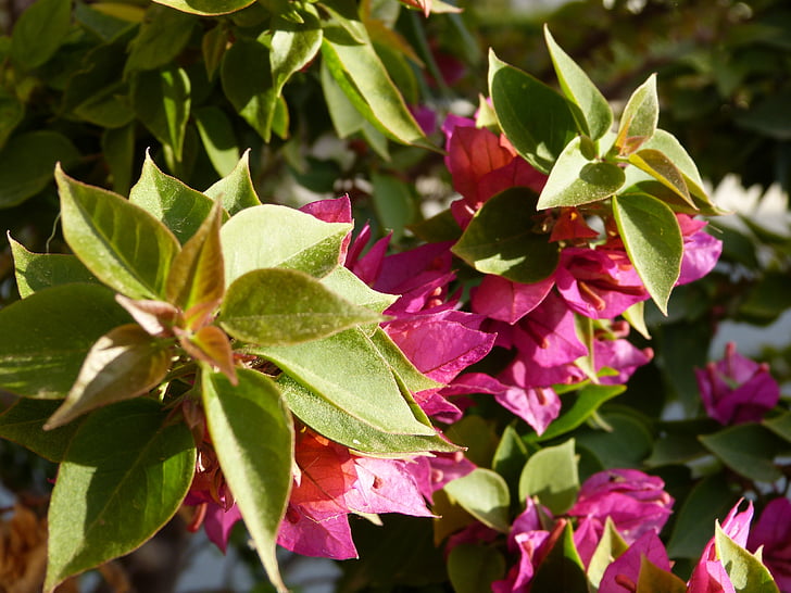 Bougainvillea, Hoa, thực vật, Hồng Hoa, màu đỏ, Hoa màu tím