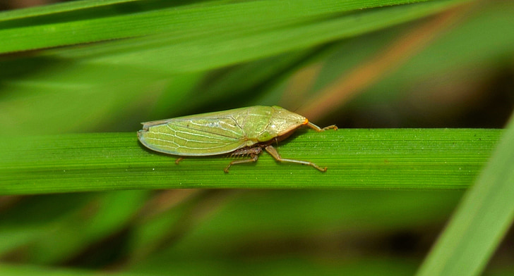 leaf hopper, insect, green insect, small insect, tiny, insectoid, grass