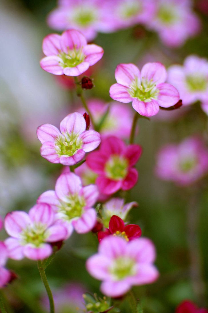 flower, garden, flora, pink, inflorescence, dark pink flower