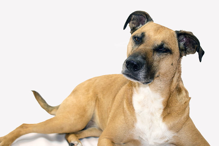 black mouth cur, cute, dog, rescue dog, pets, animal, white background