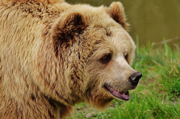 medved, Wildpark poing, rjavi medved, divje živali, živali, nevarno, živalski vrt