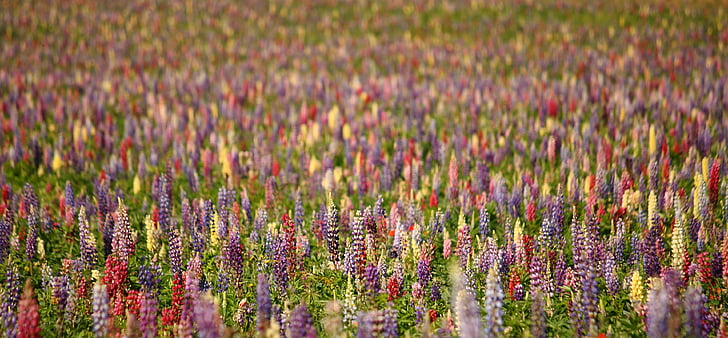 lupins, natural, summer, flower, banner, colorful, background