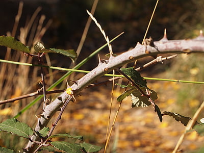 skewer, thorns, nature, barbed, hawthorn, thorny, plant
