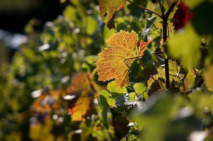 виноградник, Виноградна лоза, Осінь, червоний, Вино виноградне листя, Vines, виноградарство
