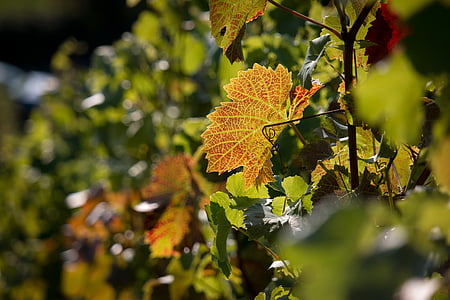 vingård, Vine, hösten, röd, vinblad, vinstockar, vinodling