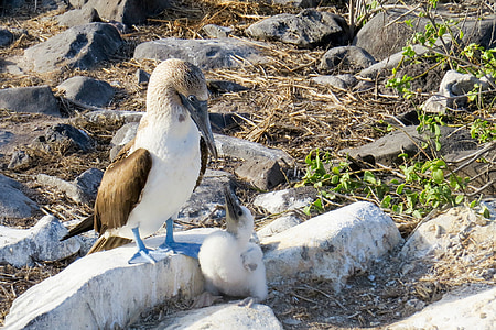 Piquero de patas azules, Piquero, pájaro, flora y fauna, Galápagos, las Islas Galápagos