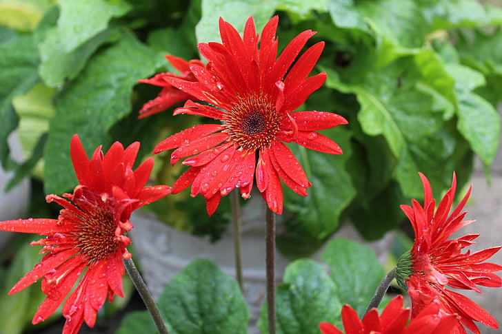 červená gerbera sedmikráska, Gerber, sedmikráska, červená, květ, čerstvé, kvetoucí