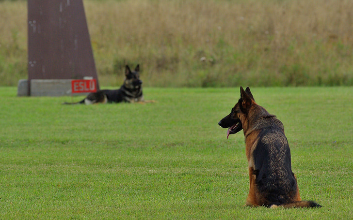 german shepherd, dog, obedience, competition, animal