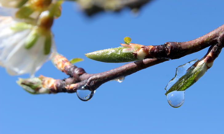 erik ağacı, Prunus domestica, dalları, Bahar, yaprakları tomurcukları, yağmur damlası, buz