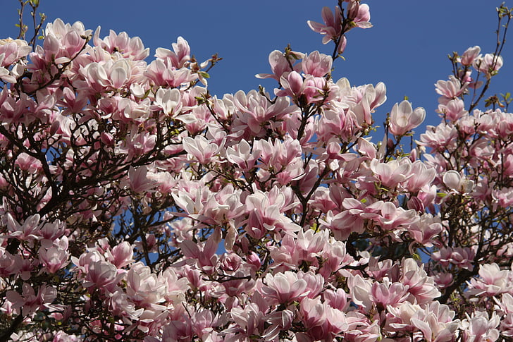 Magnolia, boom, frühlingsblüher