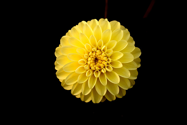 flower, yellow, dahlia, black background, single