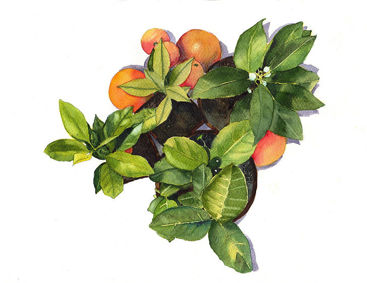 oranges, green, plants, leaf, watercolor, green leaf, food