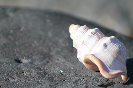 Sea shell, zee, Oceaan, shell
