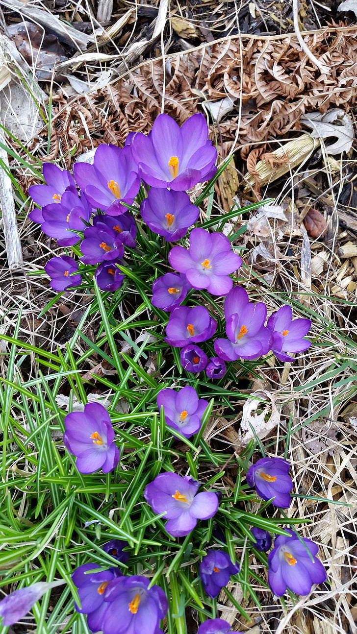 flower, crocus, purple, spring flower, grass, nature, violet
