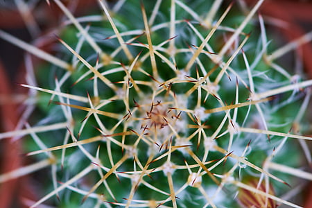 cactus, planta, jardí, macro, verd, flor, agulla