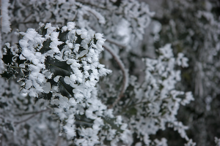 Winter, reif, Eiskristalle, Eis, Schnee, Holly, Hintergrund
