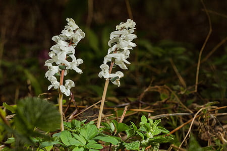 flower, early bloomer, corydalis, spring flower, nature, plant