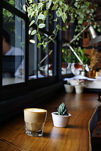plantes, natura, Bonsai, vidre, fusta, taula, cafè
