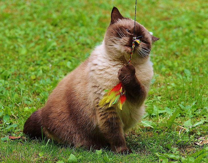 kaķis, British shorthair, spēlēt, mieze, tīrasiņu, dārgais, spalva