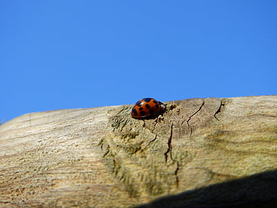 Käfer, Marienkäfer, Holz, Natur, Insekt, Glücksbringer, rot