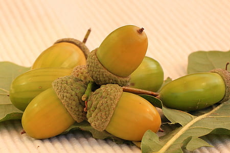acorns, oak, autumn, oak leaves, nature, tree fruit, fruits