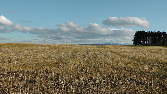 поле, кукурузное поле, облака, Природа, золотисто-желтый