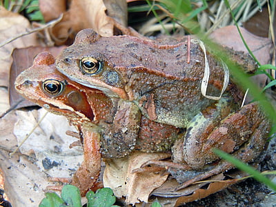 toad migration, toads, nature, amphibians