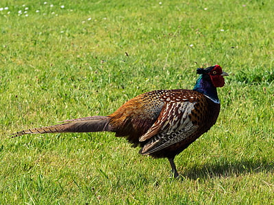 pheasant, bird, plumage, colorful, species, males, hahn
