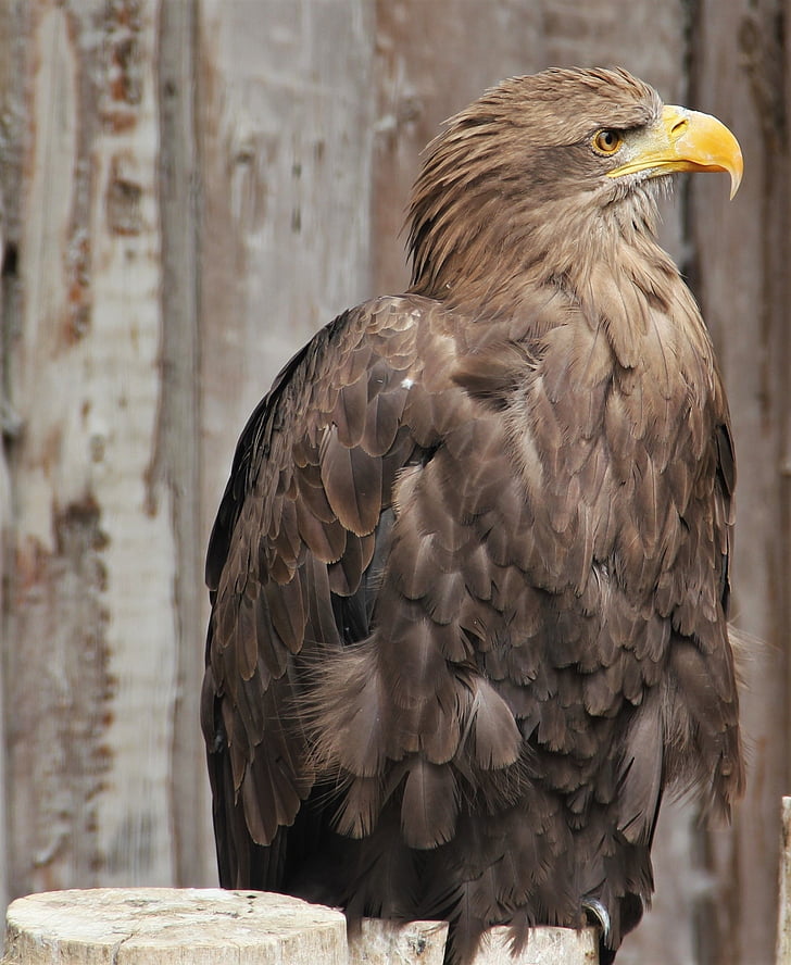 vita tailed eagle, Adler, fjäderdräkt, fågel, Raptor, rovfågel, porträtt