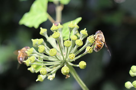 bršljan, čebela, Permakultura, medu, cvetni prah, cvet, rast