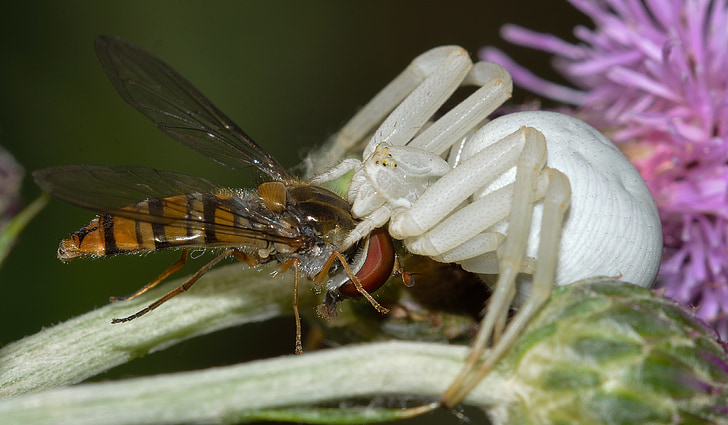 spider, misumena, vatia, prey, brine fly, episyrphus, balteatus