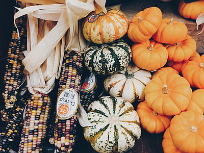 corn, fresh, pumpkins, squash, vegetable, public domain images, pumpkin