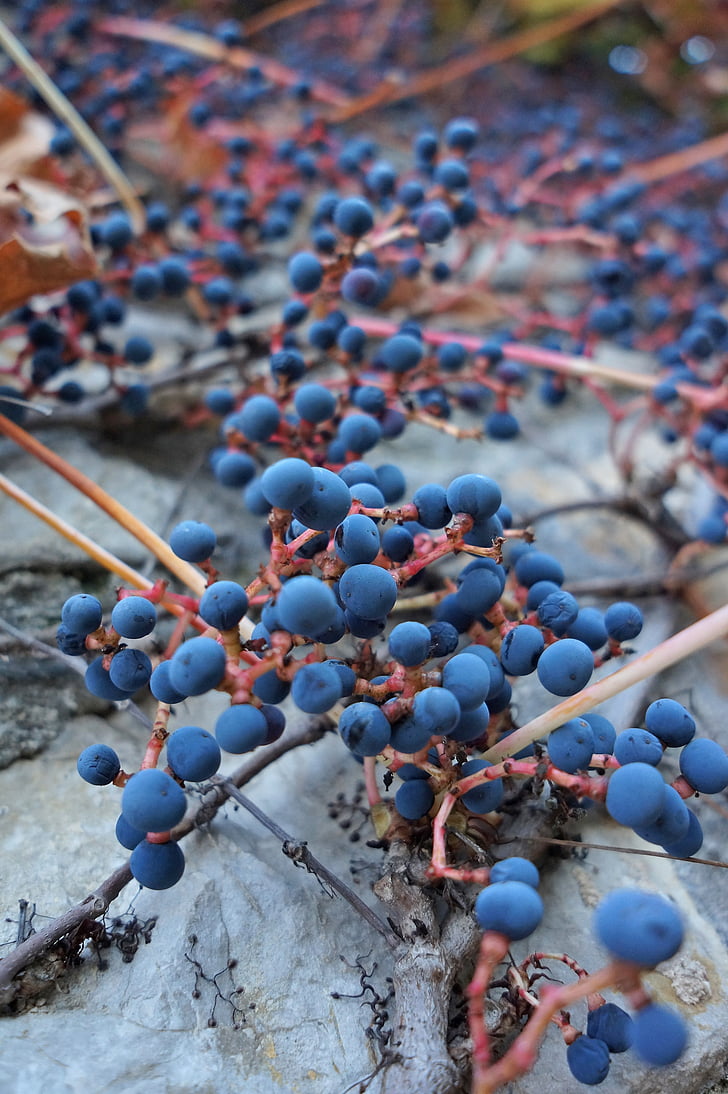 savvaļas vīnogas, Marga augu, rudens