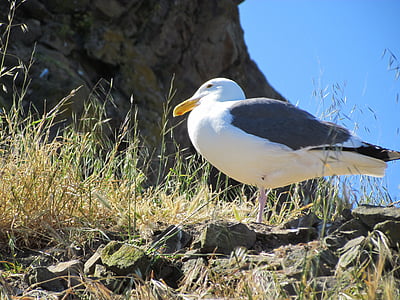 seagull, rocks, nature, bird, coast, gull, animal