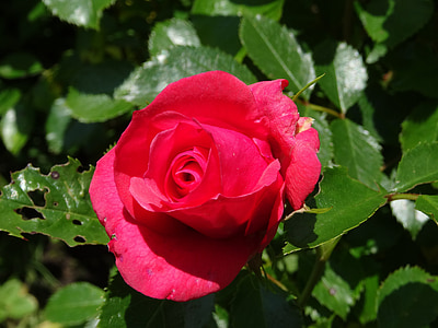 kwiat, czerwona róża, róże ogrodowe, Róża kwitnie, Róża-, Natura, czerwony