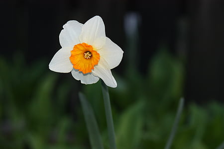 Narciso, flor, amarelo, Primavera, natureza, planta, pétala