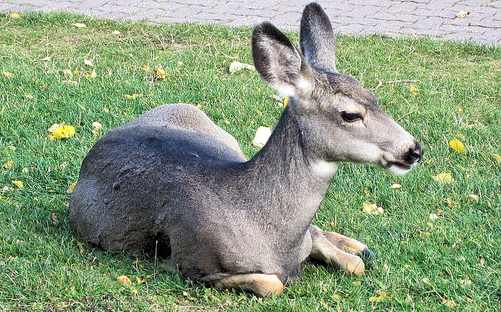 rusa muda, Alberta, Kanada, Gunung rusa