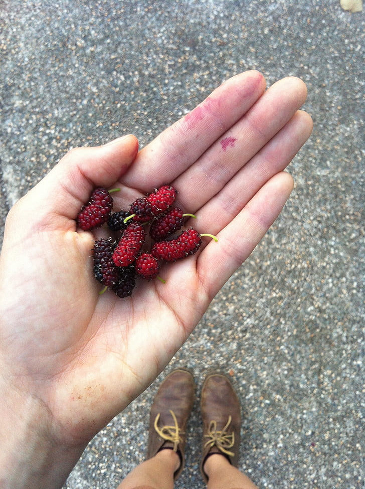 hand, fruit, mulberry