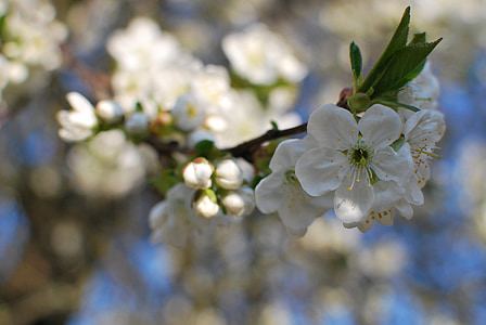 biela, višeň, vetvička, ovocný strom, jar, Príroda, kvet