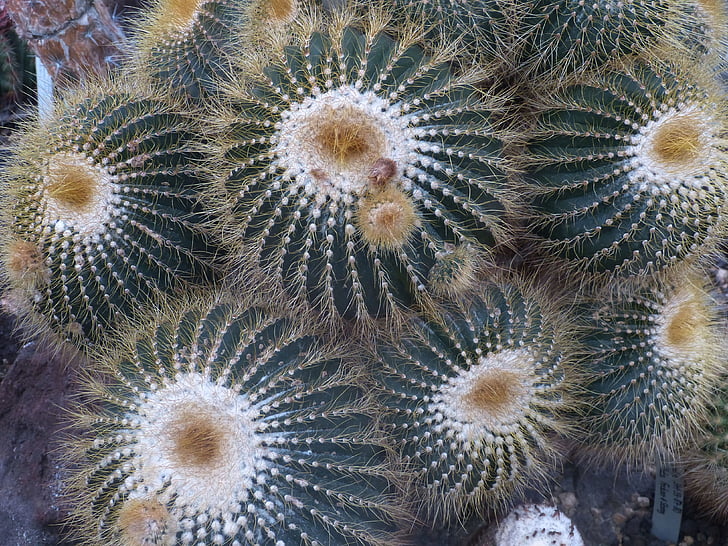 cactus, planta, Espinosa, natura, tancar, desert de, esperó